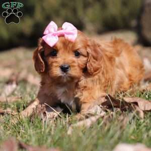 Sydney, Cavapoo Puppy